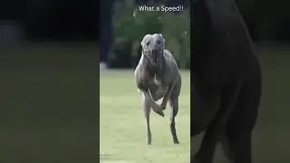 ഏറ്റവും വേഗതയേറിയ നായ😵🥵 #greyhounds #shortsfeed