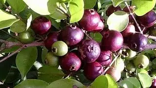 COMO PODAR UMA FRUTÍFERA.(ARAÇÁ UNA).