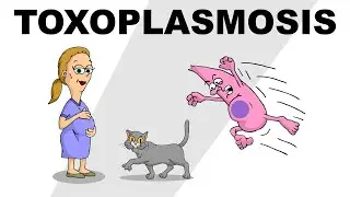 Toxoplasmosis-Dr. Manar Elmehankar #Toxoplasma_gondii #Toxoplasmosis #Congenital_toxoplasmosis