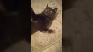 Мусьен Мофьен #2022 #prank #приколы #like #cat #муся #лайки #liketime