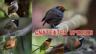All Gnateater Species