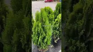 &iquest;C&oacute;mo cuidar los pinos?
