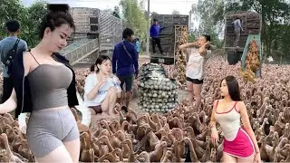 Techniques of raising and moving ducks in the fields of local people