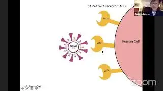 Origen y evolución de los coronavirus