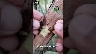 RT 5000492 mini rotary tillage and ridging all-in one tree 🌴