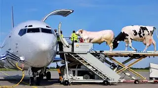 Millions Cow Transport Ship, Biggest Cow Transport Truck, Cow Air Transport