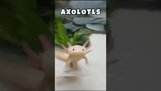 Animals That Can Regrow Their Body Parts #animals  #youtubeshorts #shortsvideo #facts