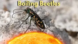 How Do Tiger Beetles Survive Boiling Acid?