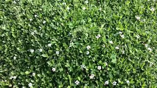 Kurapia, an alternative ground covering