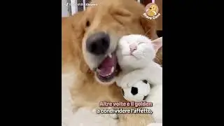 Amici per la vita: un cane e un gatto inseparabili 🐶💞🐱 #emozioniaquattrozampe #animali #amore #perte