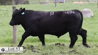 Lot 53 Paringa Black Stabilizer T684 2023