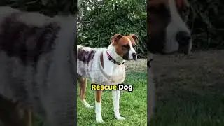 The TV Show Ballard Rescued A Dog