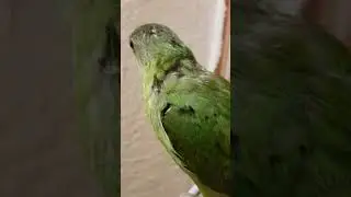 Plum Head Parrot Growth Day by Day