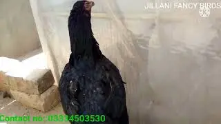 Shamo and thai cross chicks for sale contact no is in description