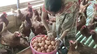 Daily 900+ Egg Production   Amazing Floating Pond Layer Poultry Farm