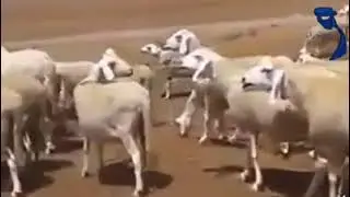 صحراء متليلي الشعانبة