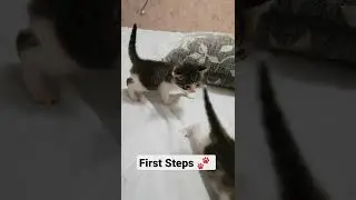 their first steps #cats #kitten #cute