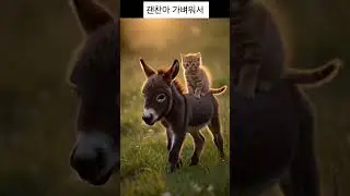 #고양이와 당키#고양이와 당나귀#cat and donkey #cute kitten #cute burro