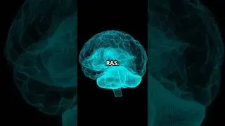 Meet your brain&rsquo;s filter &ndash; the Reticular Activating System, or RAS.