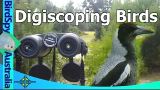 Digiscoping Birds (FBWYP #04) | BirdSpyAus