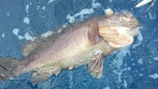 Wantofish - Loreto grouper fishing plus more!