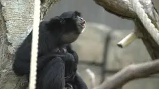 Siamang apes making noise at the Tulsa Zoo