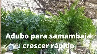 Adubo para samambaia crescer rápido