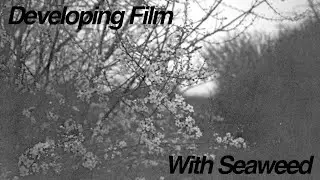 #DIY    Developing Film With Seaweed