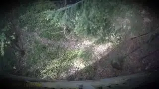 Salcey forest- tree top walk