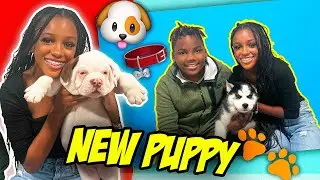 A DAY IN THE LIFE OF YAYA VLOG! COME WITH US TO GET A NEW DOG