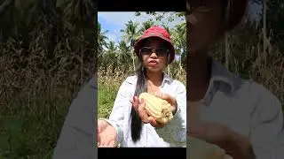 Harvesting Corn in the Province of Philippines #philippines #filipinalife #harvesting #province