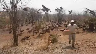Spectacular Vulture Feeding