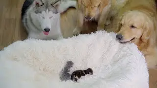 My 3 Dogs Meet Tiny Kittens for the First Time!