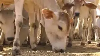 Department of Animal Husbandry Agar-Malwa