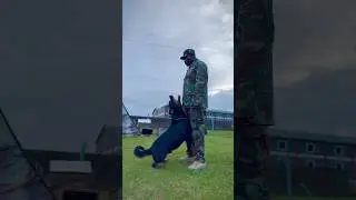 Kenya military dogs on training #malinois #dog #militarydogs