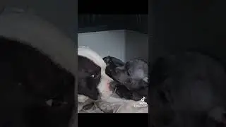 Знакомство с дядей Борей #sbt #staffy #whitestaffy #rezerved #puppy #sbt