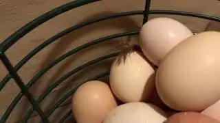 Egg Washer
