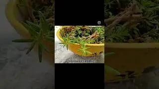 Make your garden more beautiful😊😊 with ceramicpots #ceramicpots #trendingshorts #homedecor  #plant