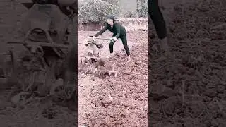 Plowing sticky ground for farming