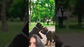 #cute #cutedog #pets #dogsdoingthings