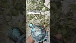2120 gram Size lebradorite stone turtle  Book order +91 9327328787