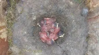 Great Tit Nest Box !