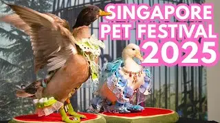 🇸🇬 Singapore Pet Festival 2025 | Walking Tour