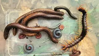 OMG Catch a Centipede white Millipede red big Millipedes and black Millipedes 
