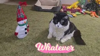 Keeping the  Christmas ☃️🎄🐈‍⬛Spirit going a bit longer! 💚❤️☃️