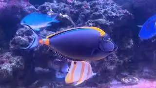 11 Year 300 Gallon Reef Tank Update / It’s Cracked / New 750 Gallon Tank Build in process.