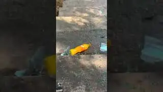 amazing bottle crushing💥🤯 #satisfying #mentos #sound #experiment #oddlysatisfying