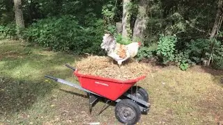 Chicken run clean out