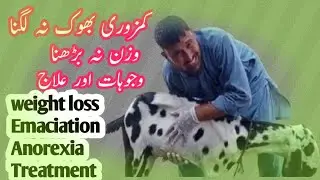 Boost up growth and  Weightgain in Sheep Goat  kamjor bimar  Anorexia Fever Hypocalcemia Treatment 