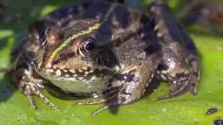 What Happens If a Frog Bites You?  Frog Bite Facts & First Aid Tips